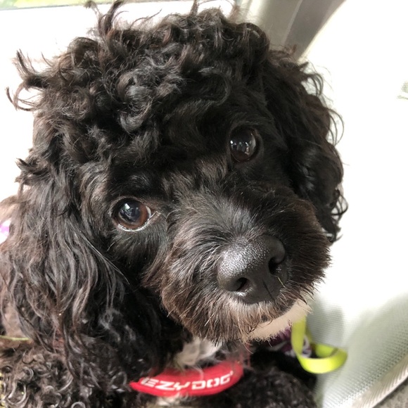 ⭐️Posh Ambassador. Buy with Confidence! - Picture 1 of 2